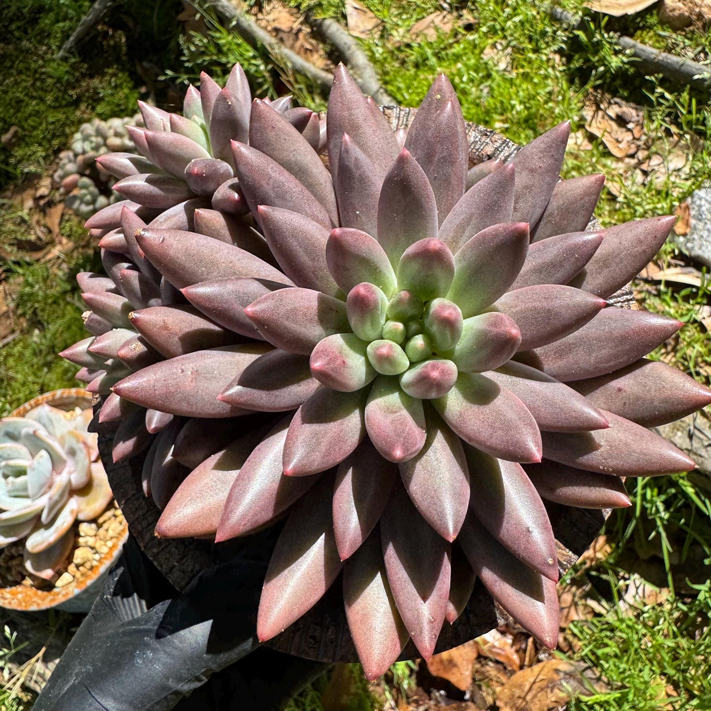 Rare succulents, Pachyphytum’ Yumeiren sp. ’ cluster , 4.5inches