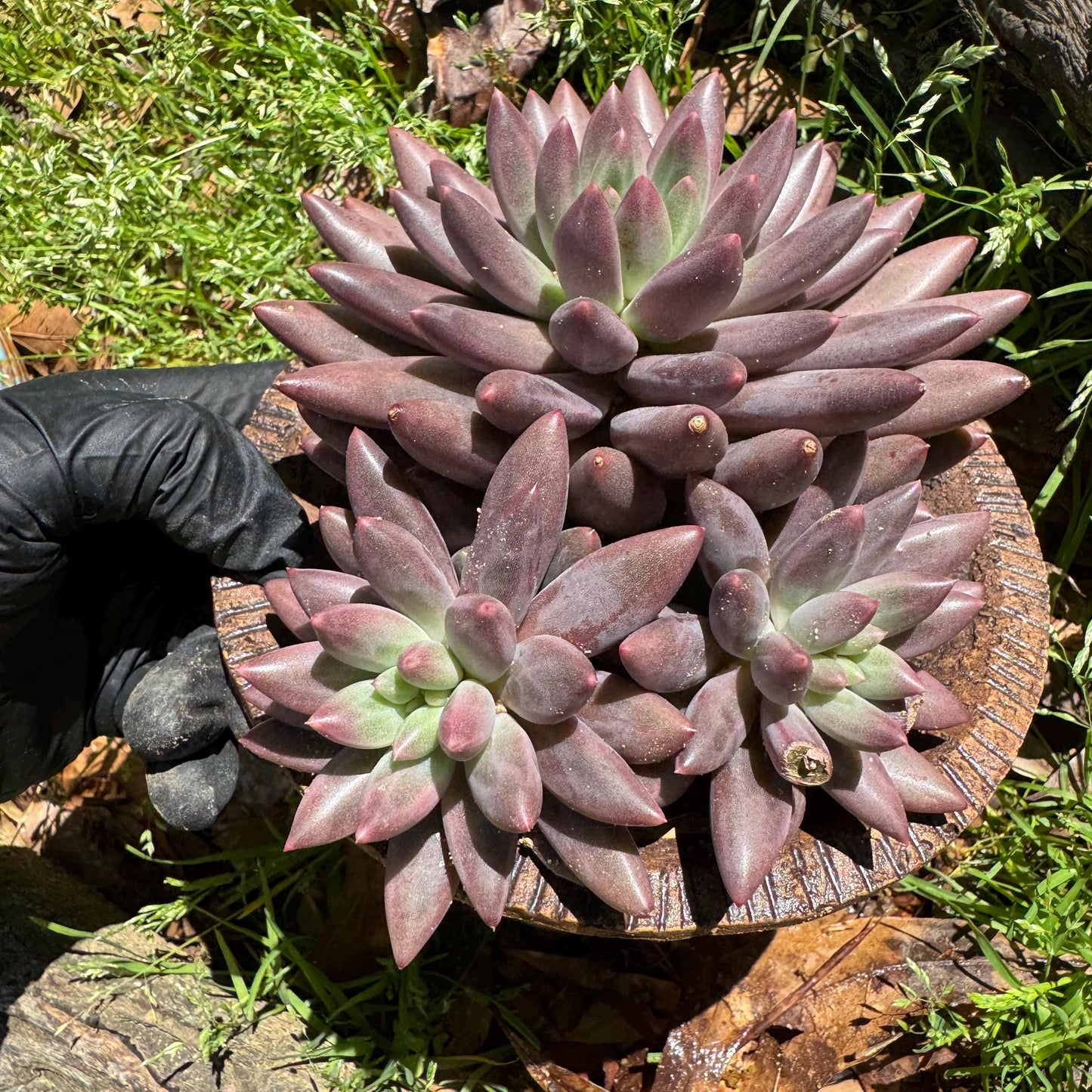 Rare succulents, Pachyphytum’ Yumeiren sp. ’ cluster , 4.5inches