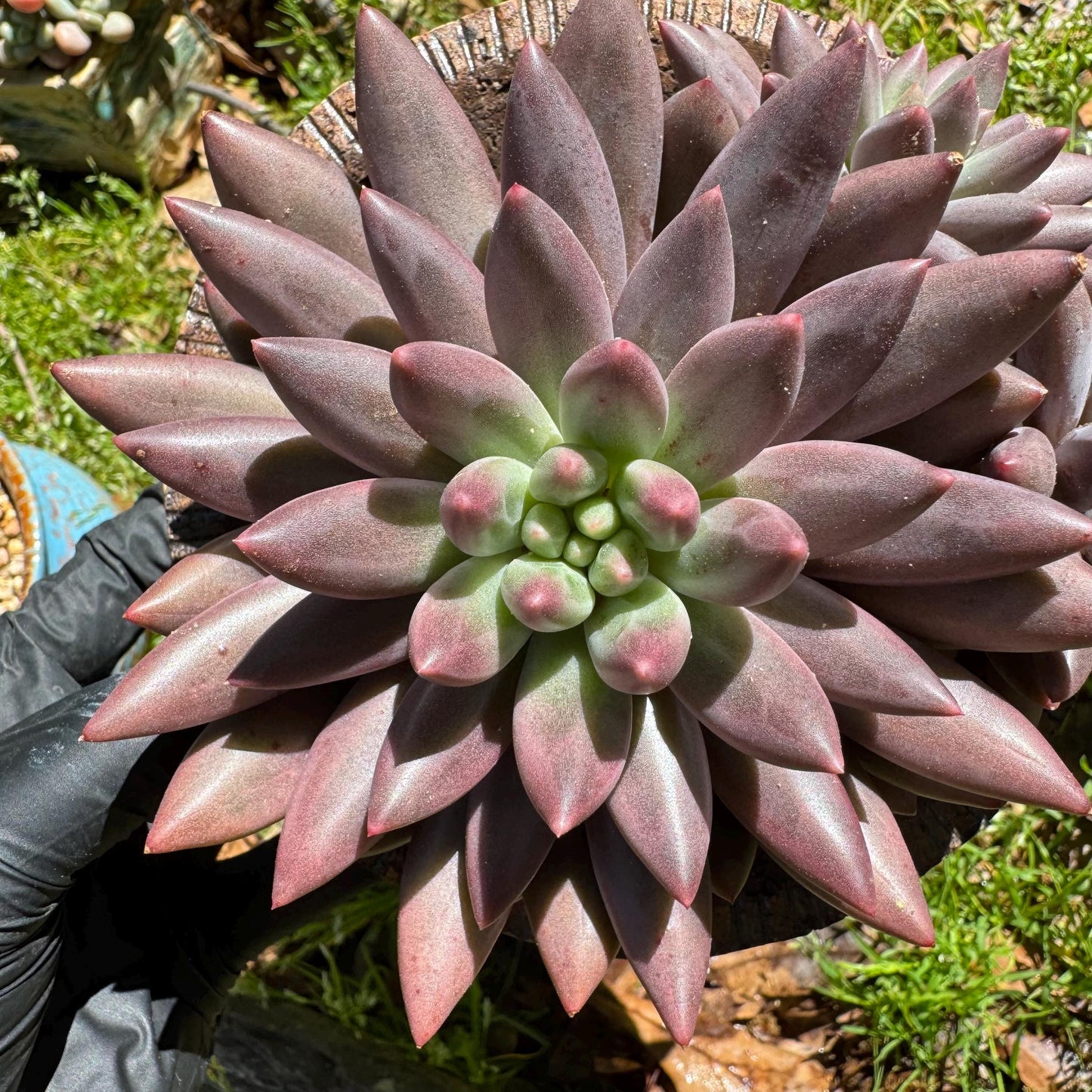 Rare succulents, Pachyphytum’ Yumeiren sp. ’ cluster , 4.5inches
