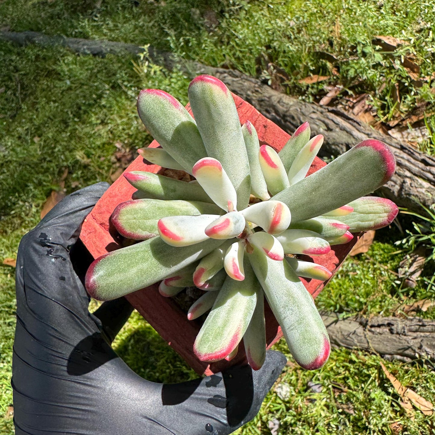 Cotyledon' orbiculata var. oophylla variegata',Long Leaf , 2.5inches