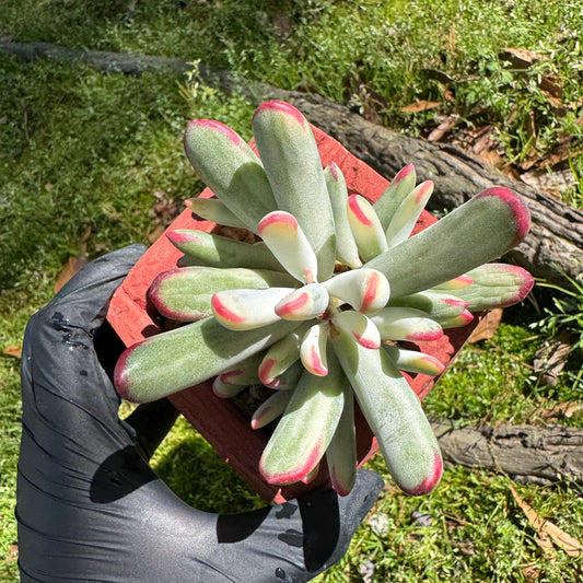 Cotyledon' orbiculata var. oophylla variegata',Long Leaf , 2.5inches