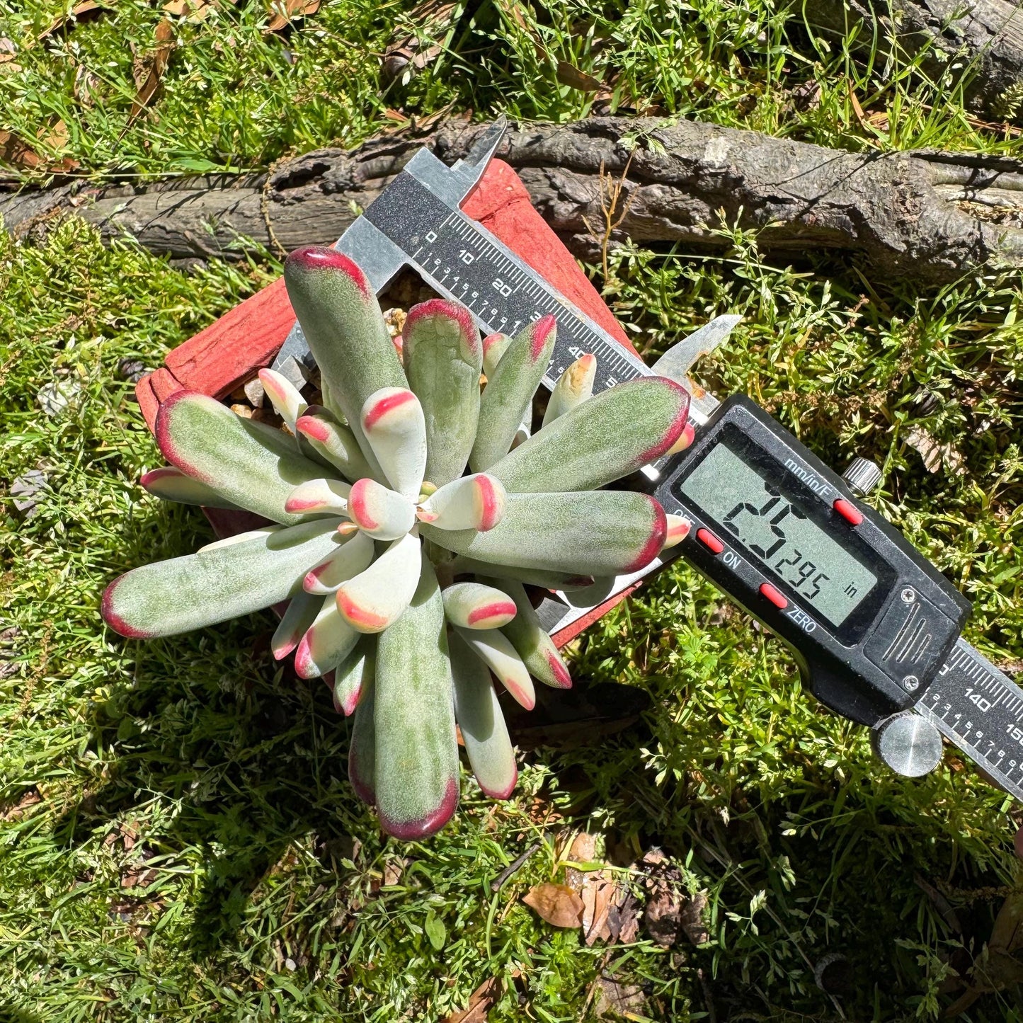 Cotyledon' orbiculata var. oophylla variegata',Long Leaf , 2.5inches