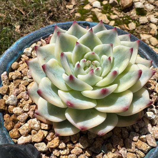 Rare succulents , Echeveria 'chihuahuensis Variegated' ,  3.7inches