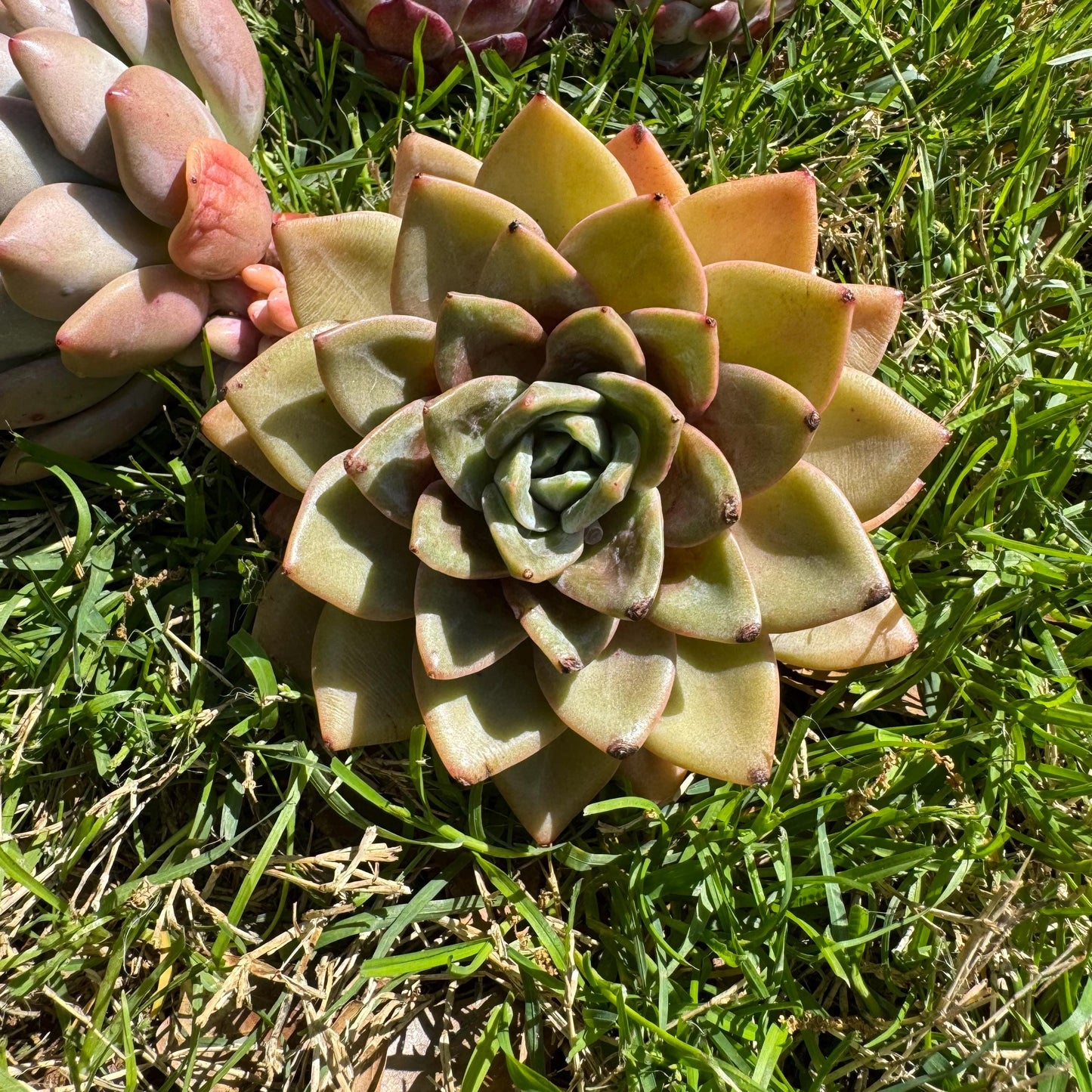 New rare succulents , Echeveria 'german champagne', 4.3inches