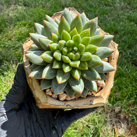 Rare succulents plants, Echeveri' oracle bone inscriptions ' , 2.4in