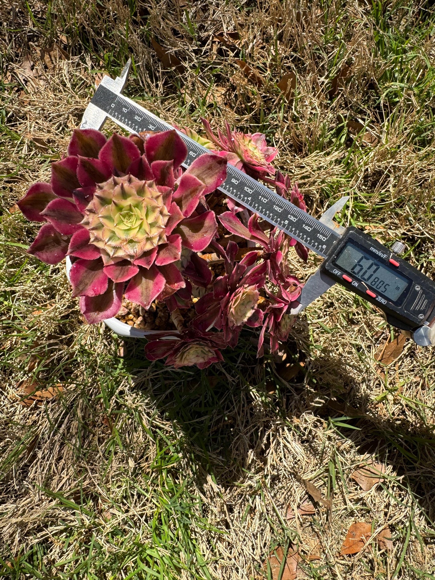 NEW! ‘Aeonium Zwartkin’ with  White variegated , 6inches