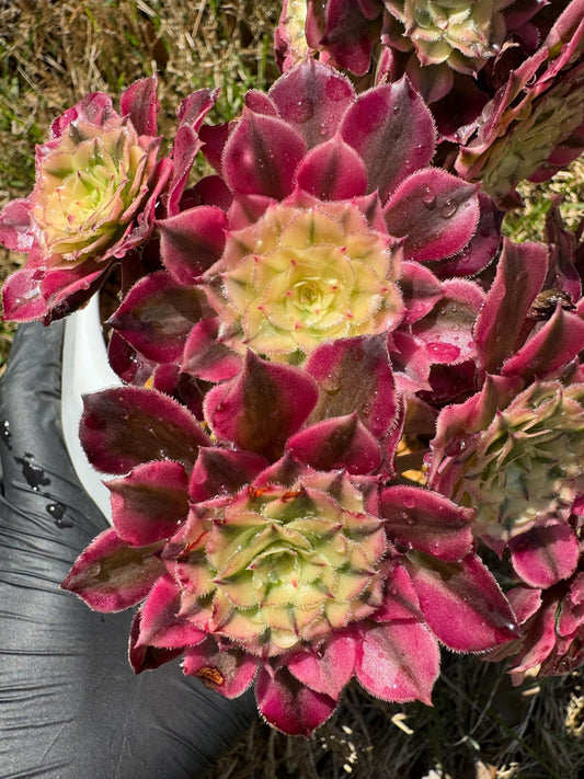 NEW! ‘Aeonium Zwartkin’ with  White variegated , 6inches