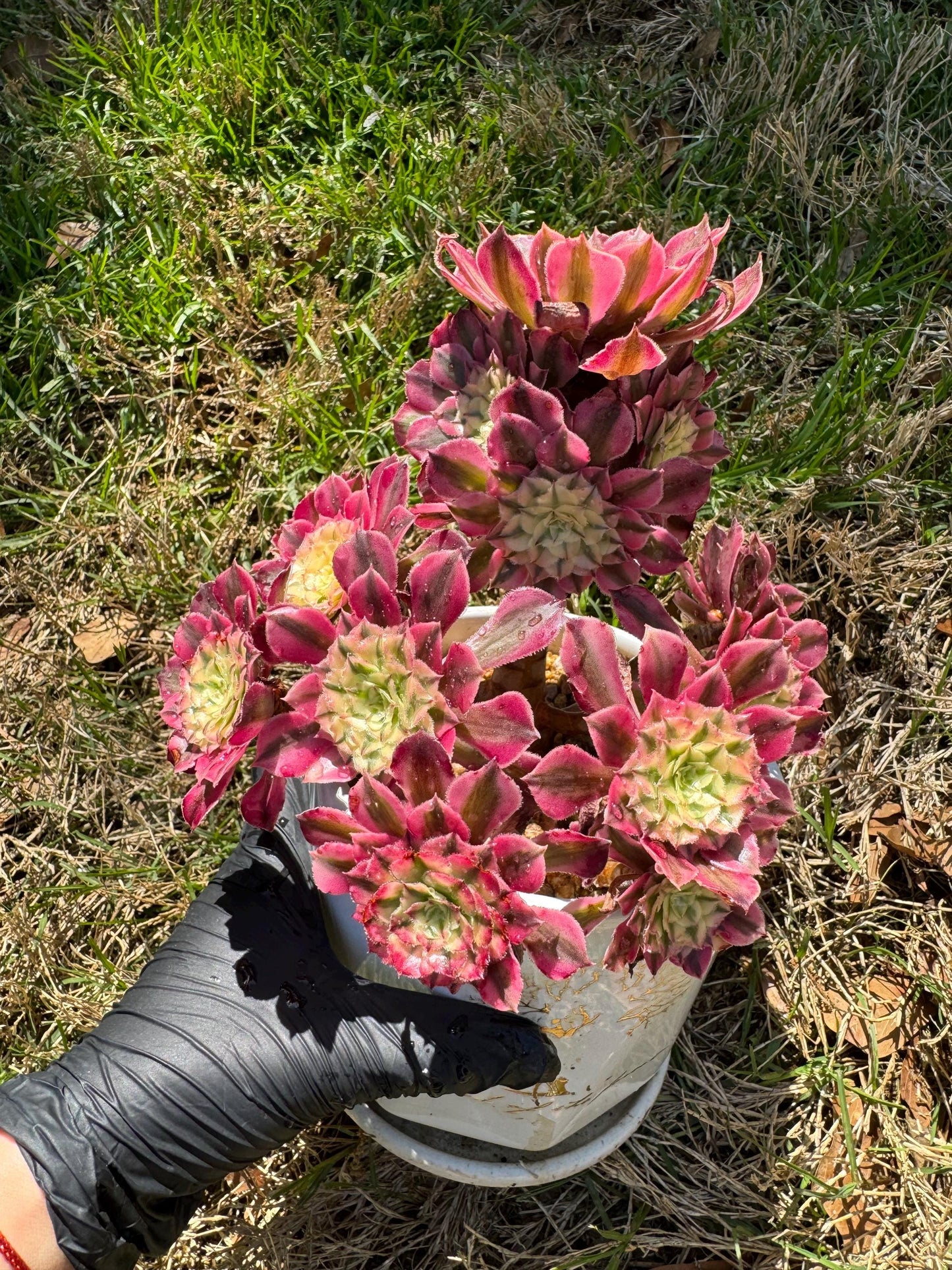 NEW! ‘Aeonium Zwartkin’ with  White variegated , 6inches