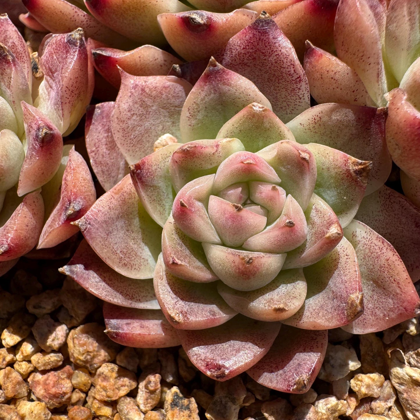 Echeveri' Elegans hybrid.' cluster, 4.3inches,7heads