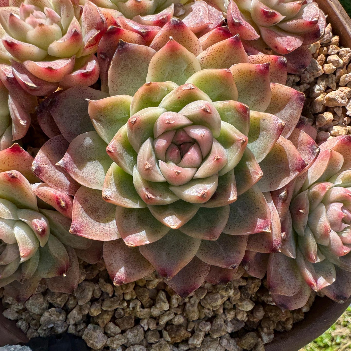 Echeveri' Elegans hybrid.' cluster, 4.3inches,7heads