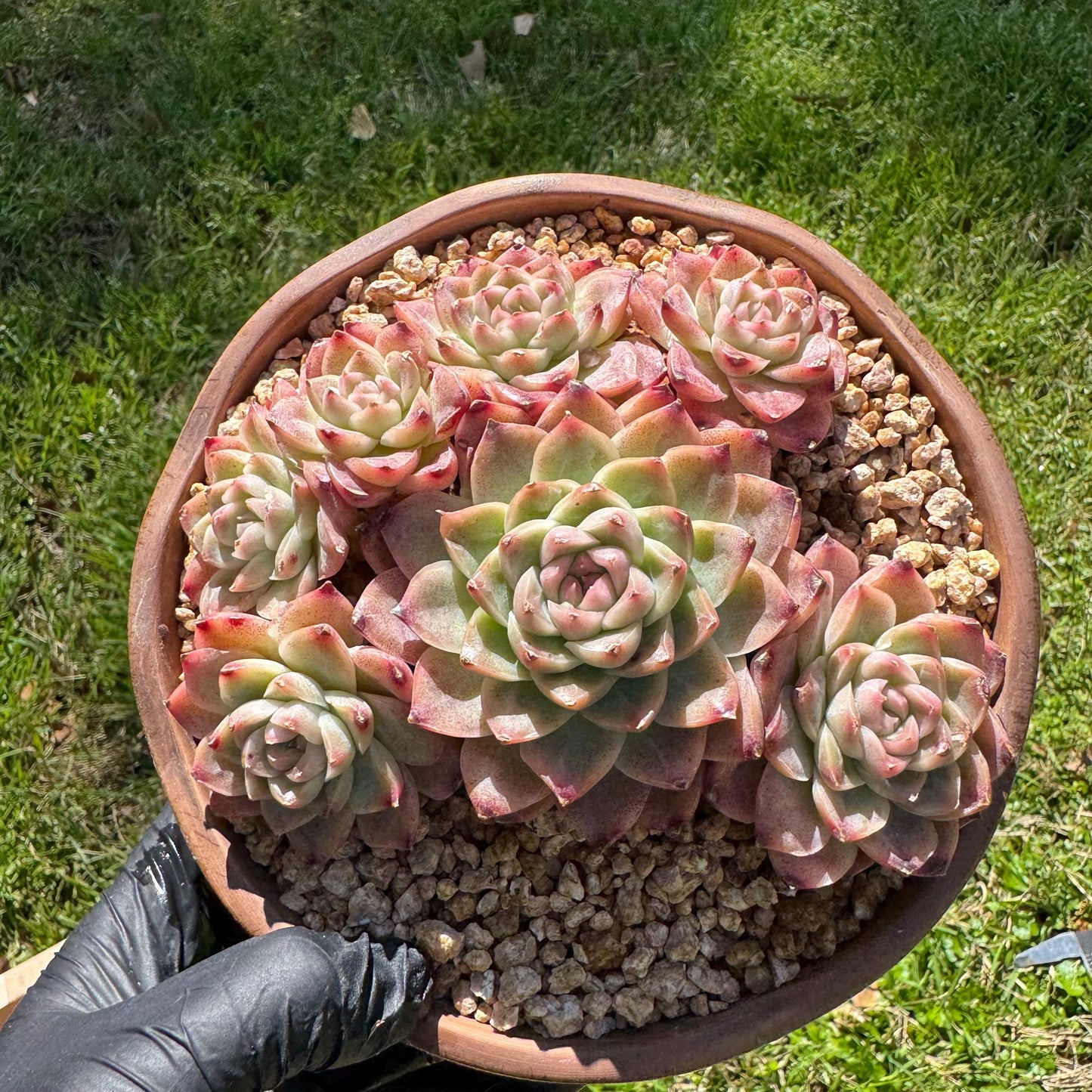 Echeveri' Elegans hybrid.' cluster, 4.3inches,7heads