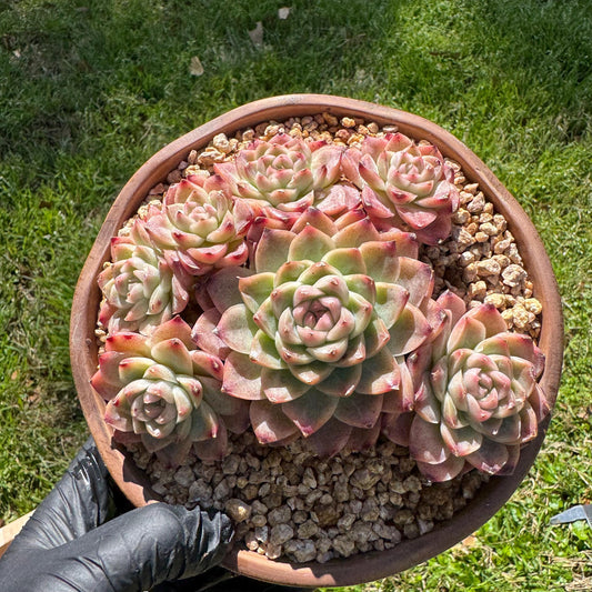 Echeveri' Elegans hybrid.' cluster, 4.3inches,7heads