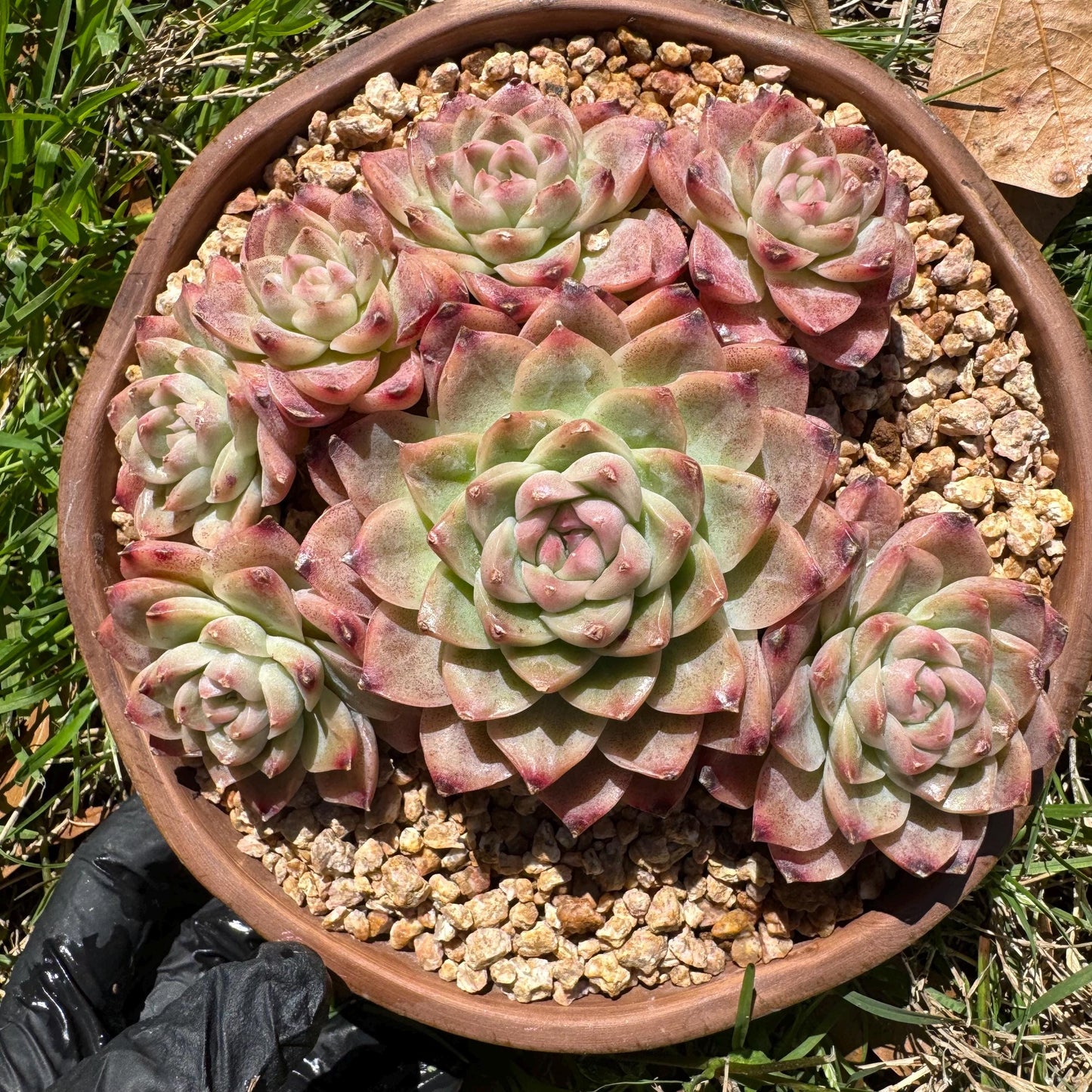 Echeveri' Elegans hybrid.' cluster, 4.3inches,7heads