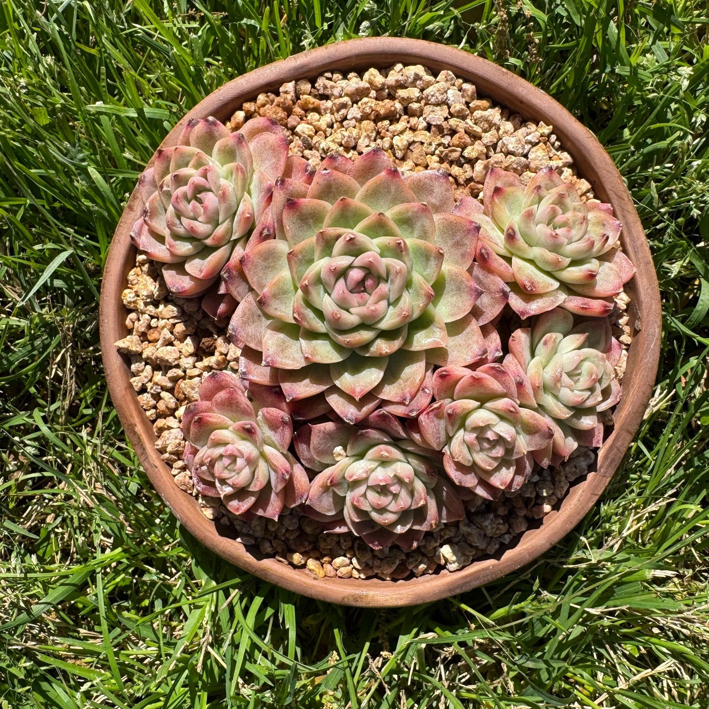 Echeveri' Elegans hybrid.' cluster, 4.3inches,7heads