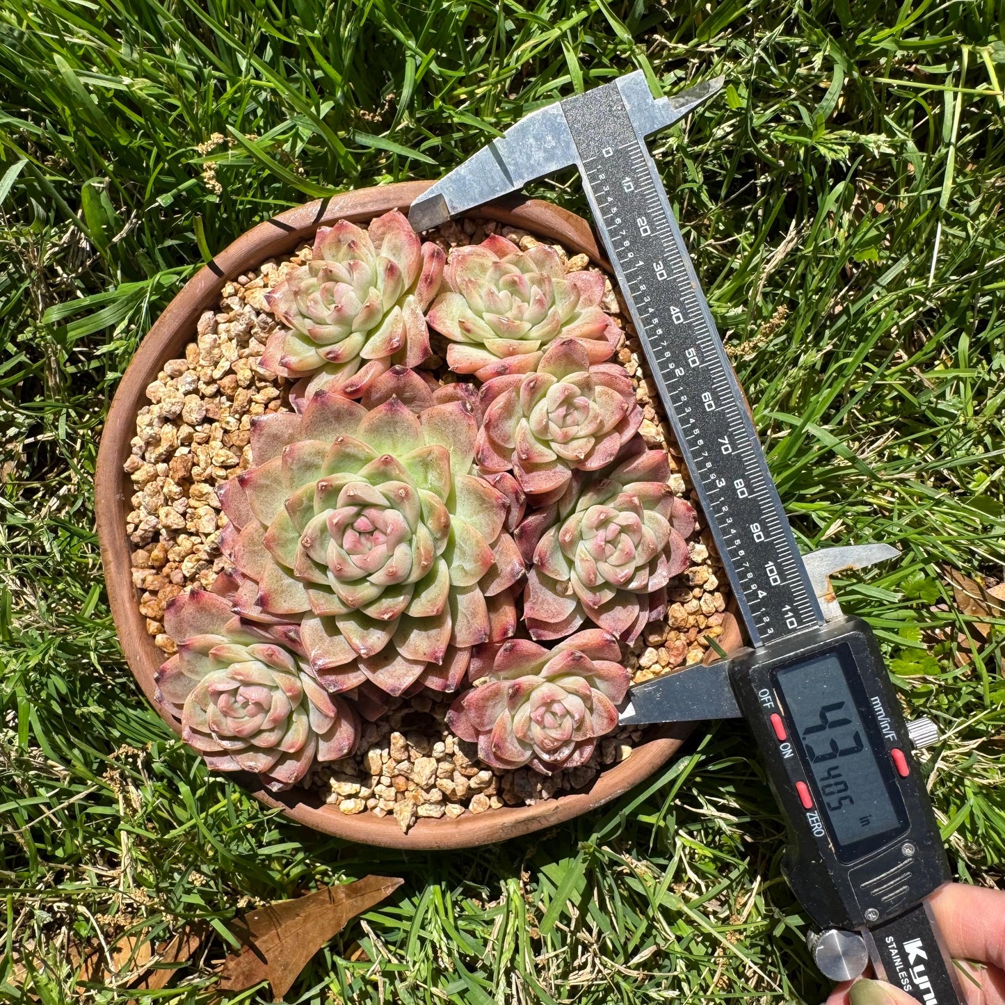 Echeveri' Elegans hybrid.' cluster, 4.3inches,7heads