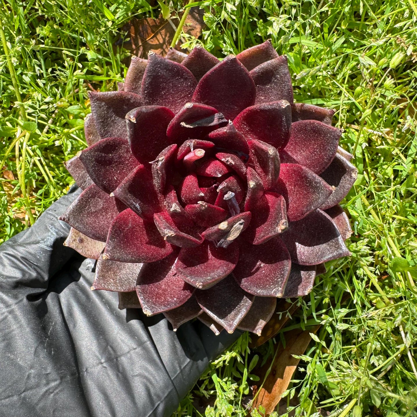 New rare succulents , Echeveri 'black fox’ , 3.2inches
