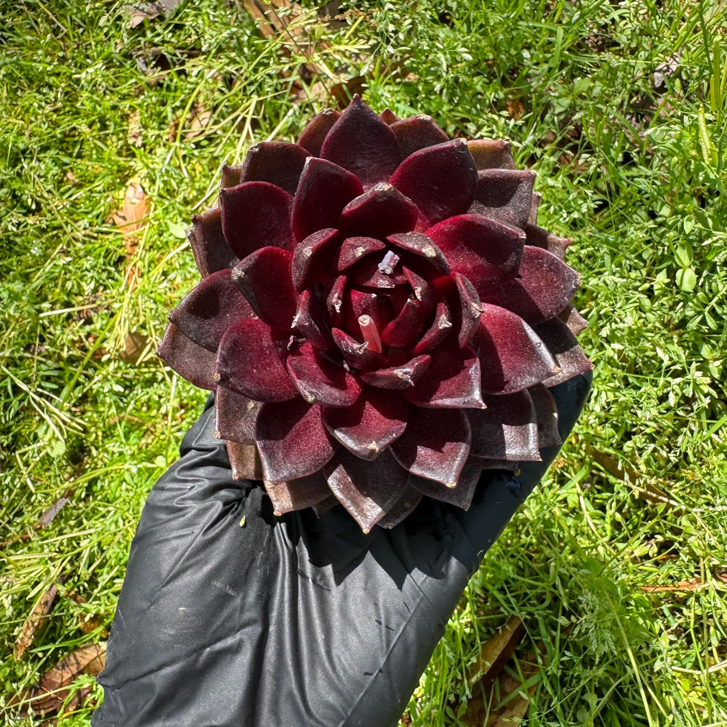 New rare succulents , Echeveri 'black fox’ , 3.2inches
