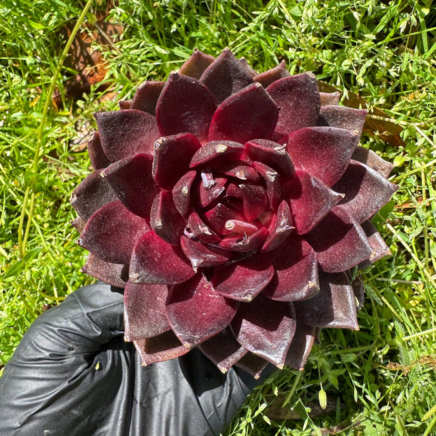 New rare succulents , Echeveri 'black fox’ , 3.2inches