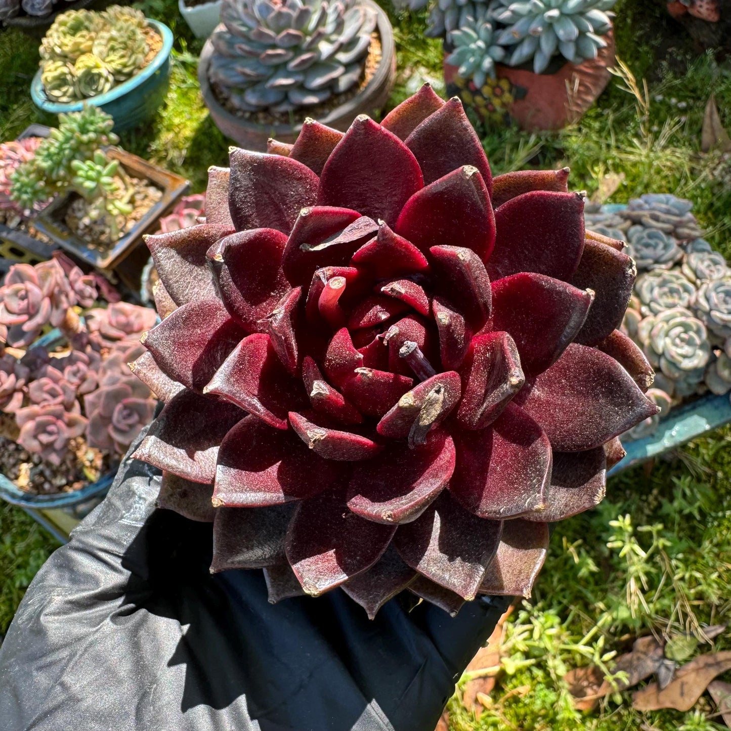 New rare succulents , Echeveri 'black fox’ , 3.2inches