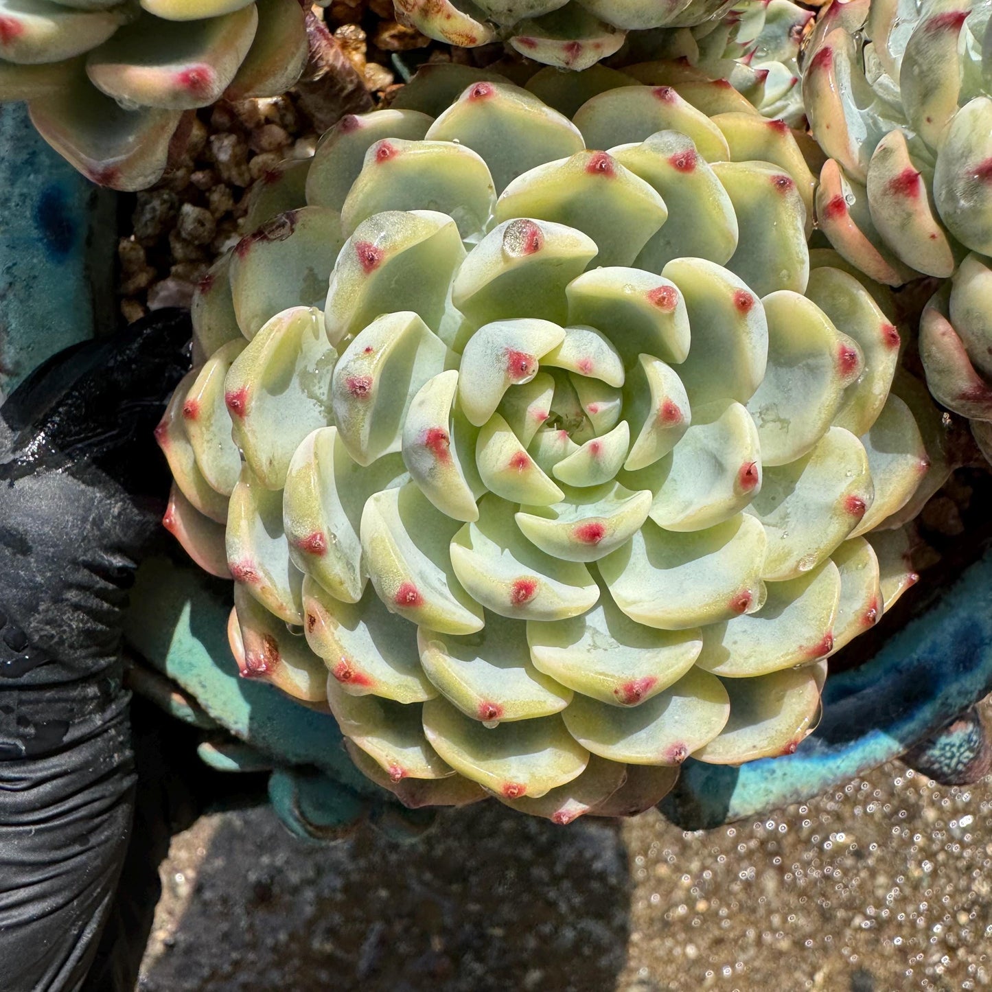 Rare succulents, Echeveria 'Minima variegated' cluster, 3.7inches