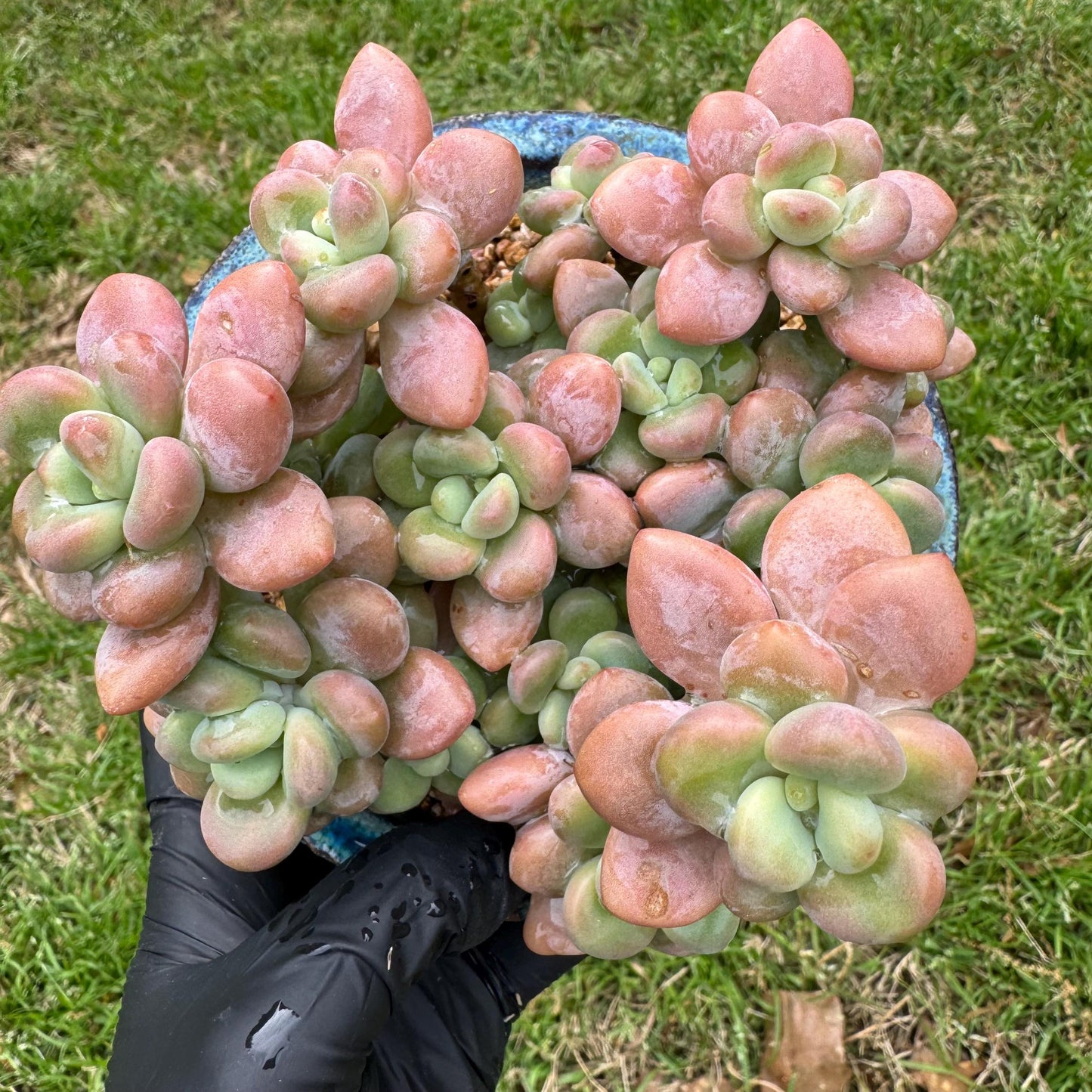 Rare succulents, Graptosedum 'red miul '  cluster, nice color, 4.1inches