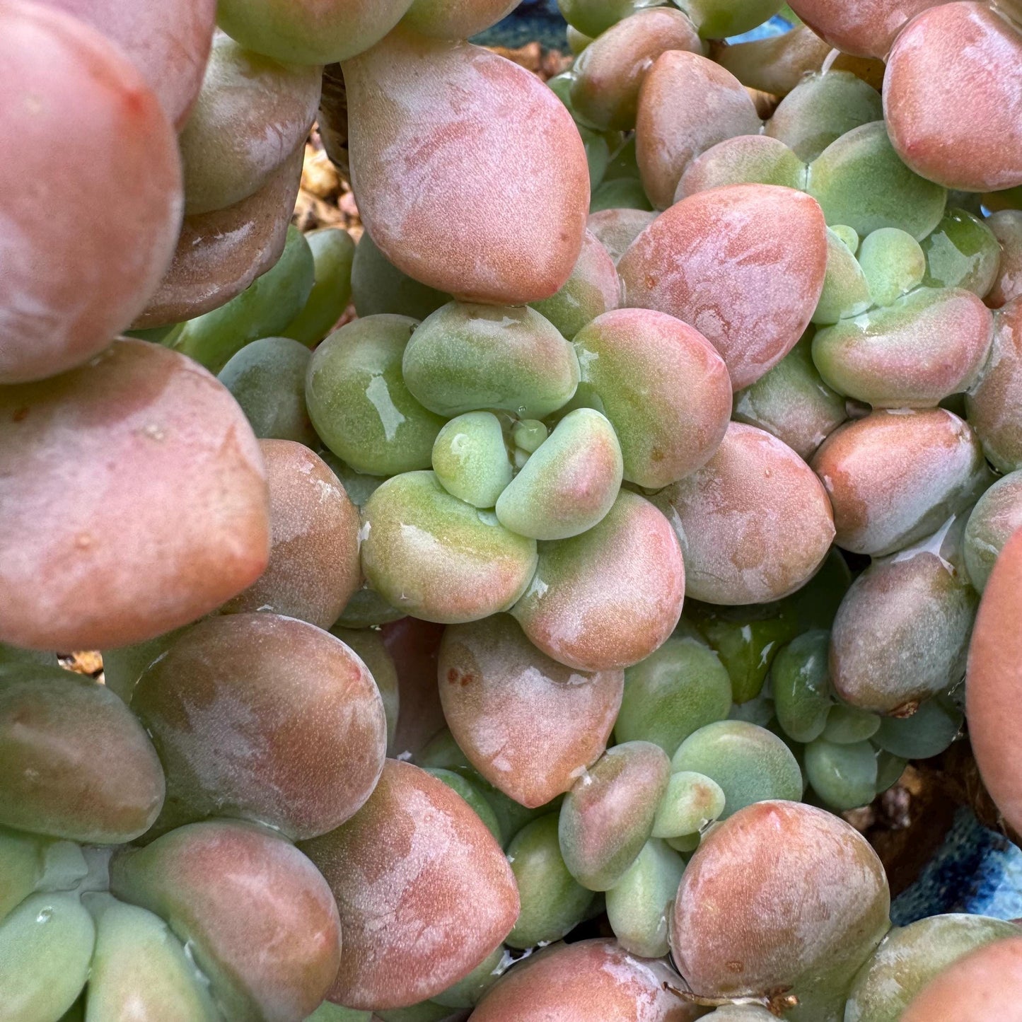 Rare succulents, Graptosedum 'red miul '  cluster, nice color, 4.1inches