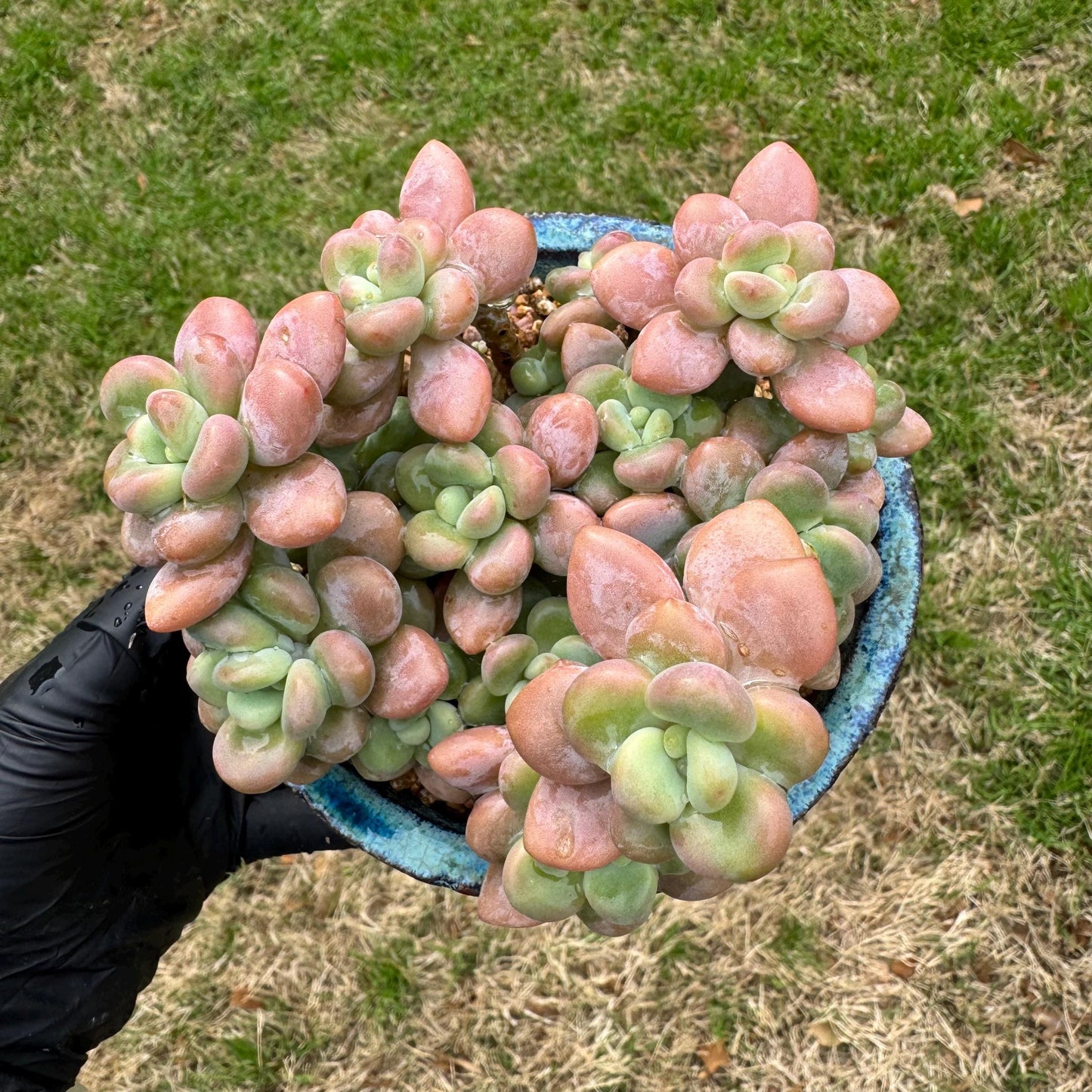 Rare succulents, Graptosedum 'red miul '  cluster, nice color, 4.1inches