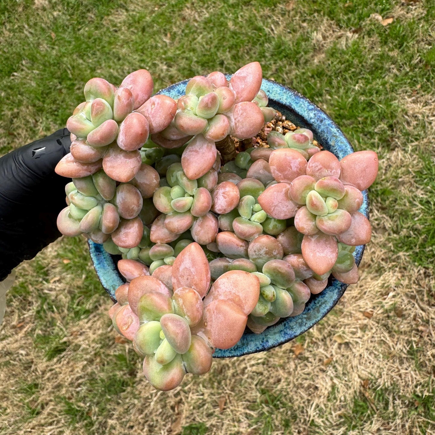 Rare succulents, Graptosedum 'red miul '  cluster, nice color, 4.1inches