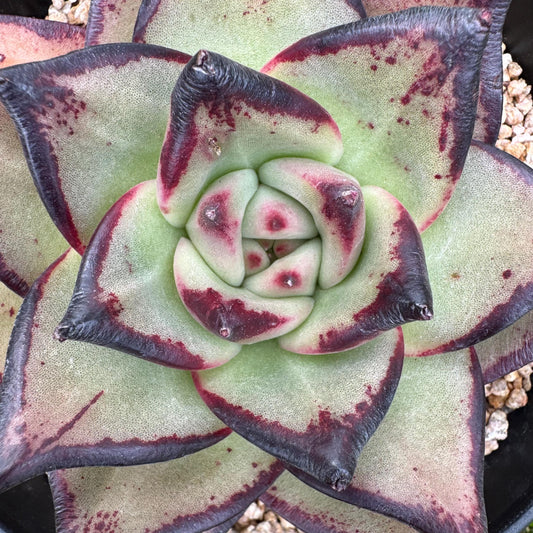 New succulents, Echeveri agavoides 'Ebony', 4.3inches
