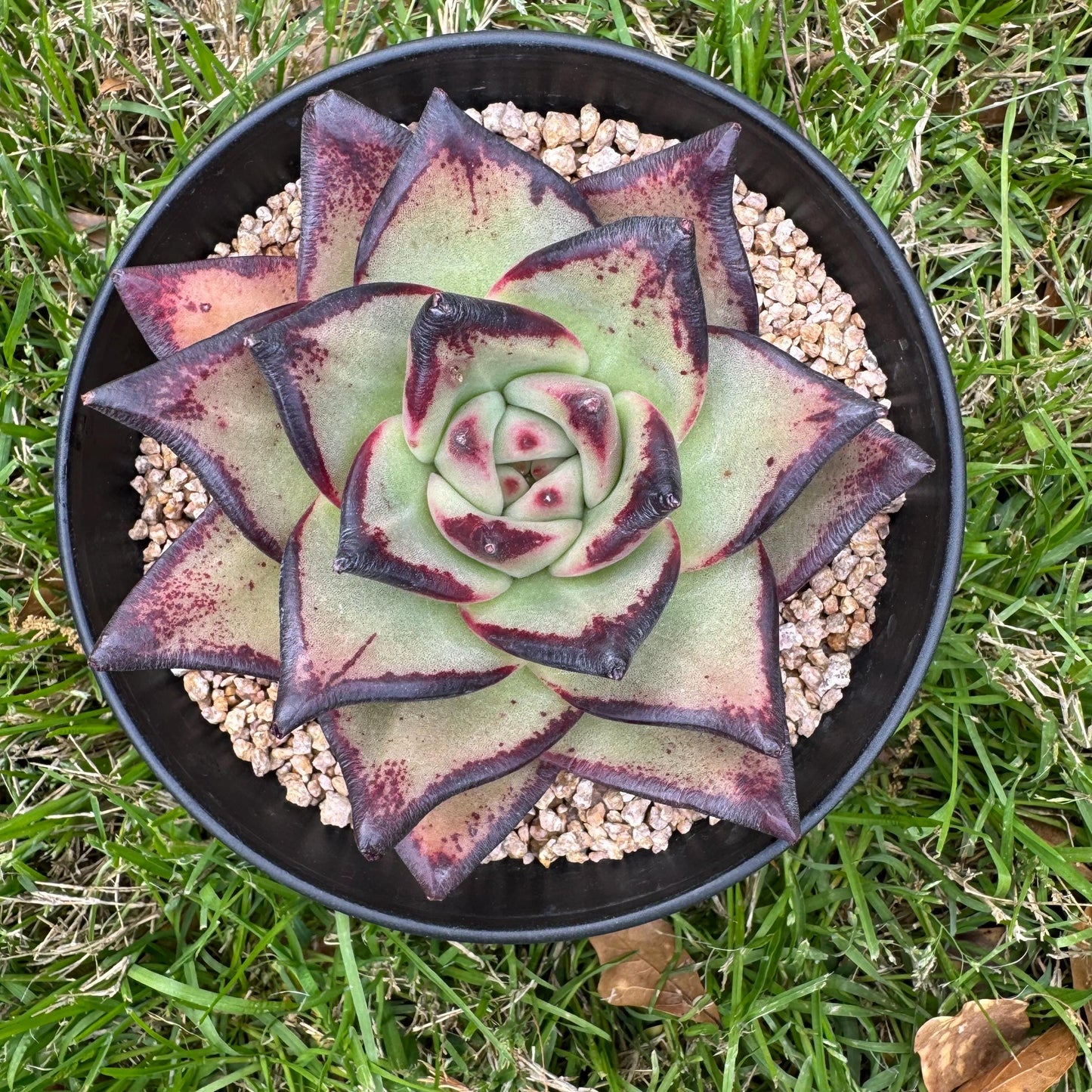 New succulents, Echeveri agavoides 'Ebony', 4.3inches