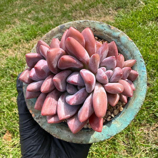 Rare succulents plants ,Graptoveria 'Opalina ’ cluster, 3.6inches