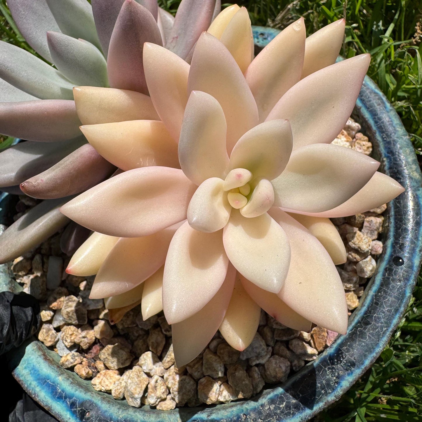 New succulents, Graptoveria 'ruby donna variegated' ,2heads, 4.1inches