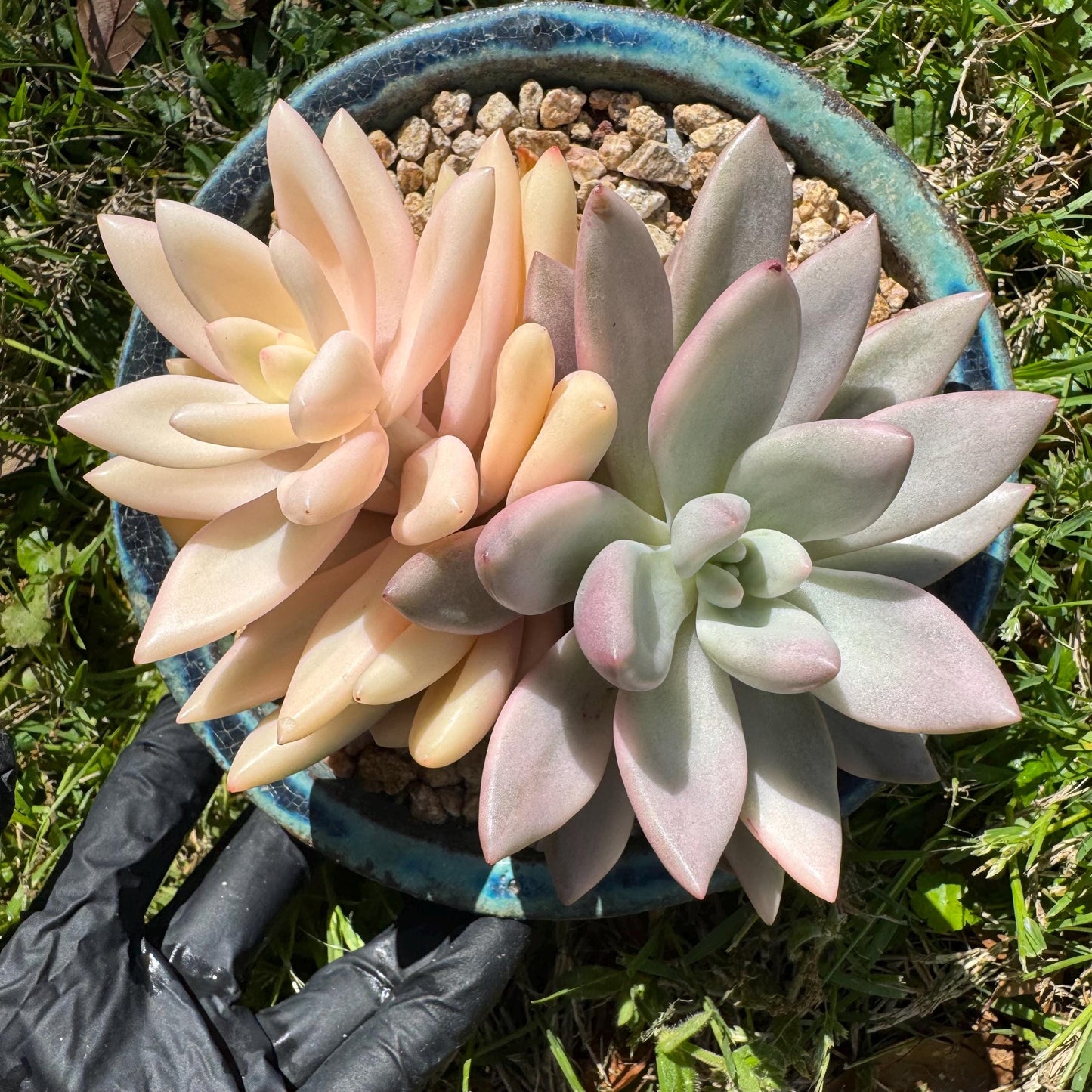 New succulents, Graptoveria 'ruby donna variegated' ,2heads, 4.1inches