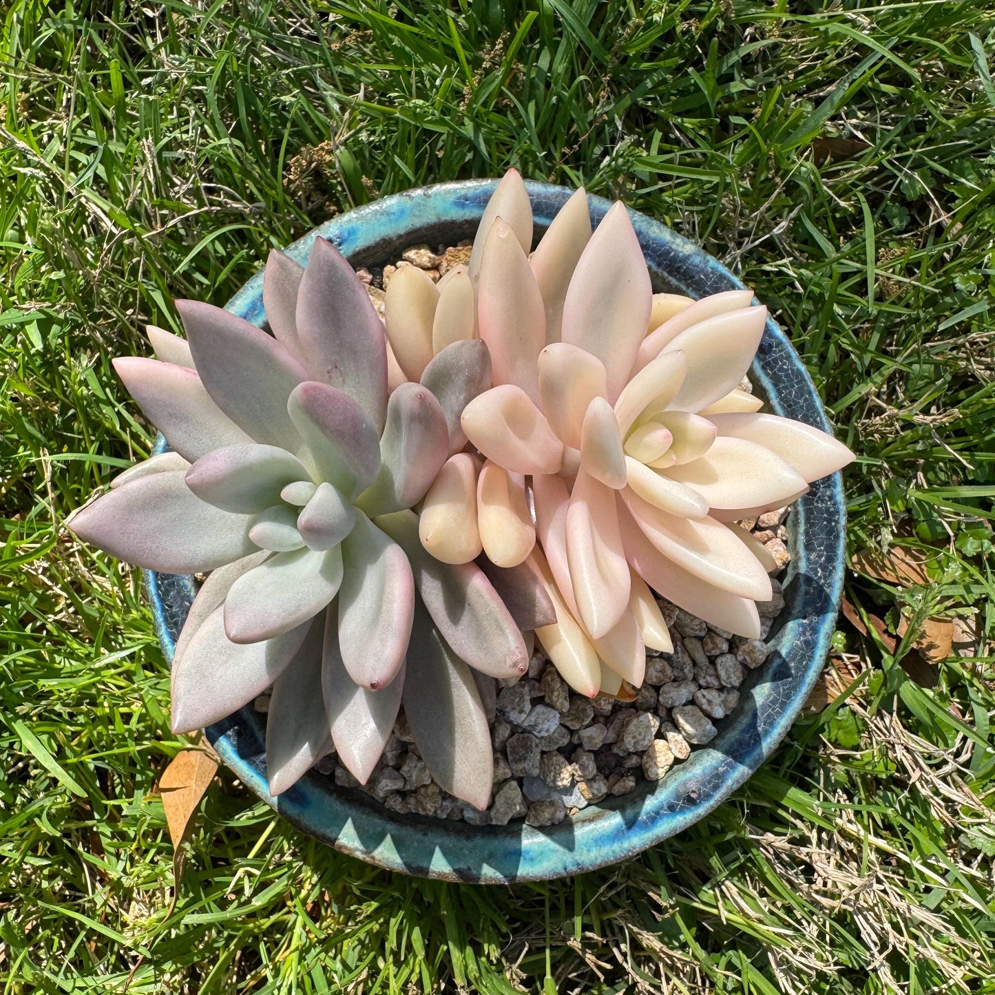 New succulents, Graptoveria 'ruby donna variegated' ,2heads, 4.1inches