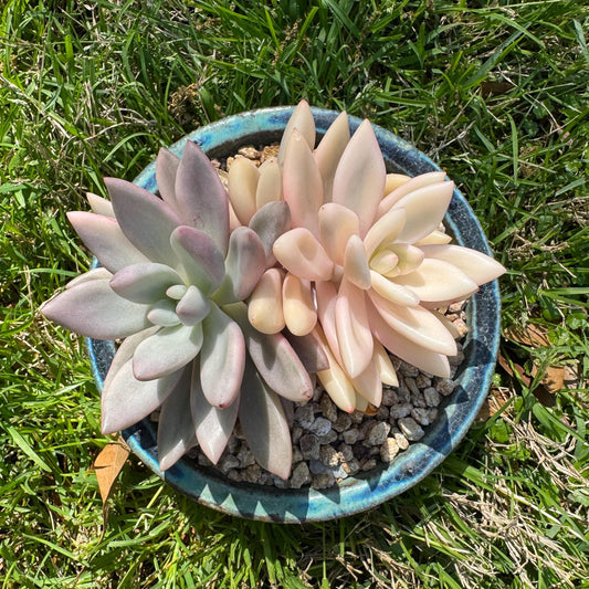 New succulents, Graptoveria 'ruby donna variegated' ,2heads, 4.1inches