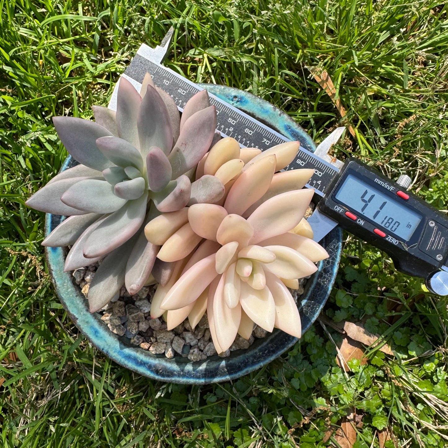 New succulents, Graptoveria 'ruby donna variegated' ,2heads, 4.1inches
