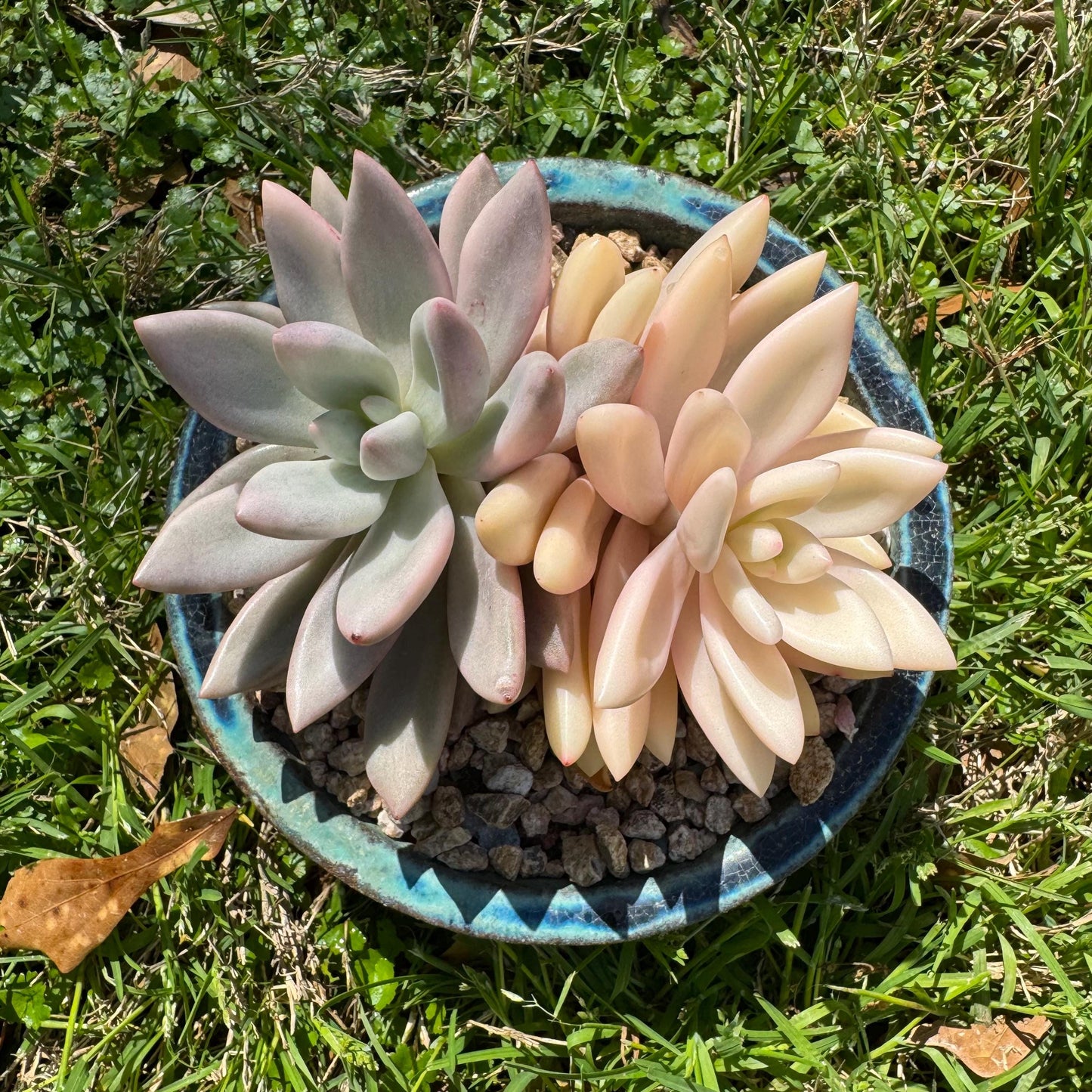 New succulents, Graptoveria 'ruby donna variegated' ,2heads, 4.1inches