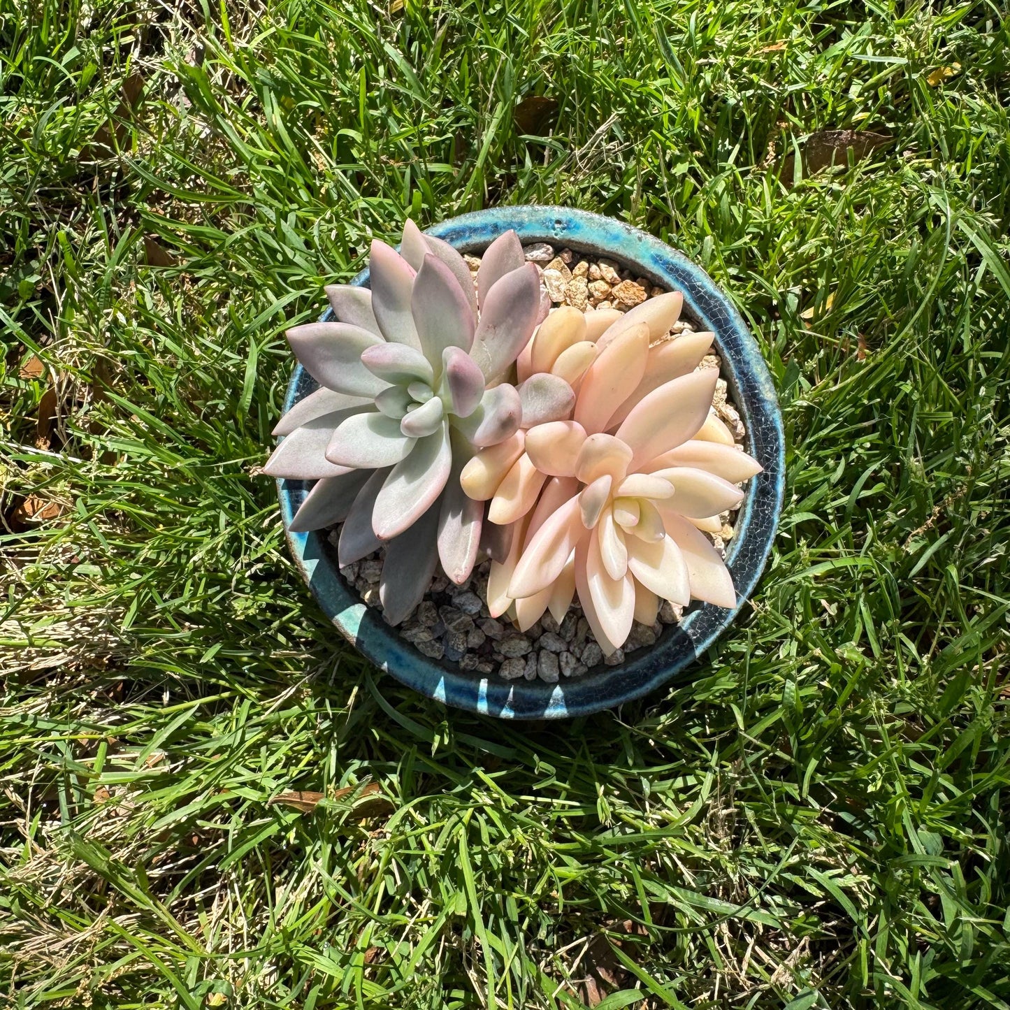 New succulents, Graptoveria 'ruby donna variegated' ,2heads, 4.1inches