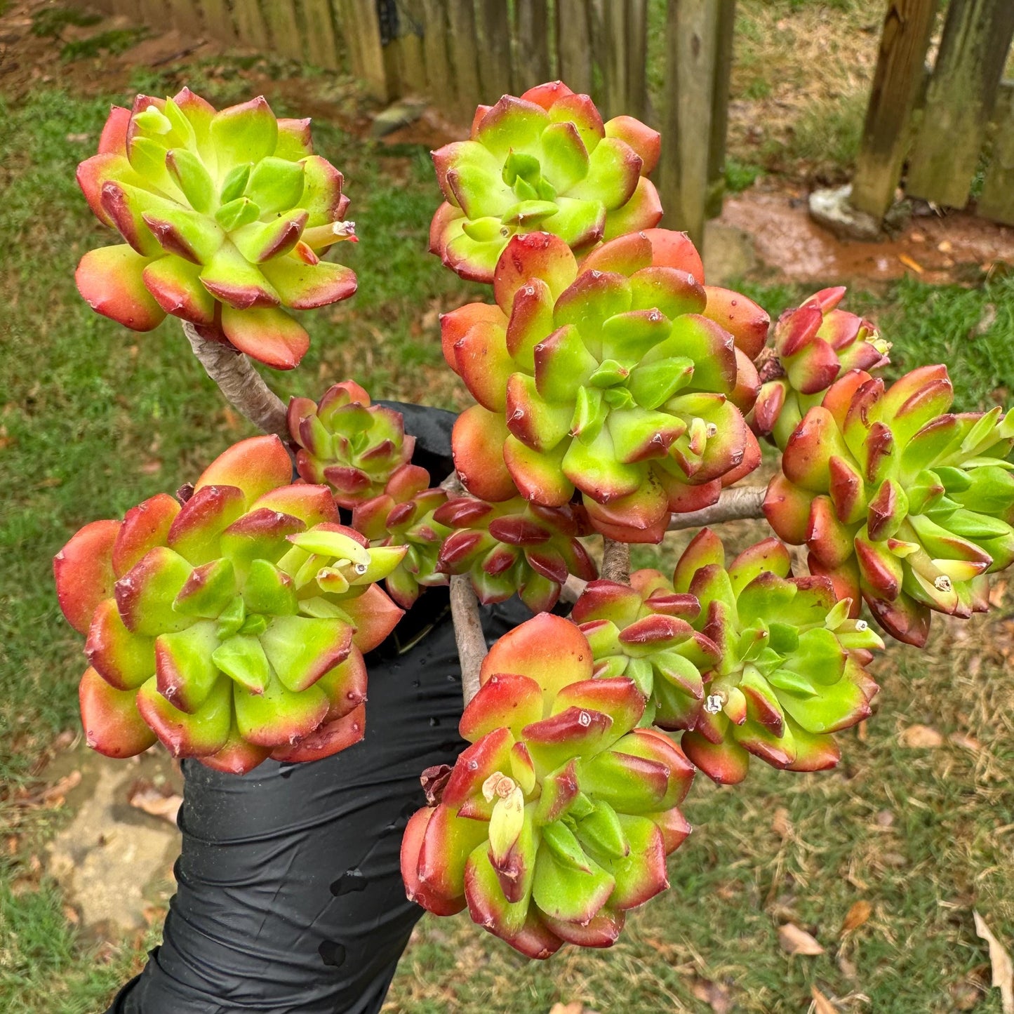 New succulents, Echeveria 'red lantern' cluster, 3.6inches