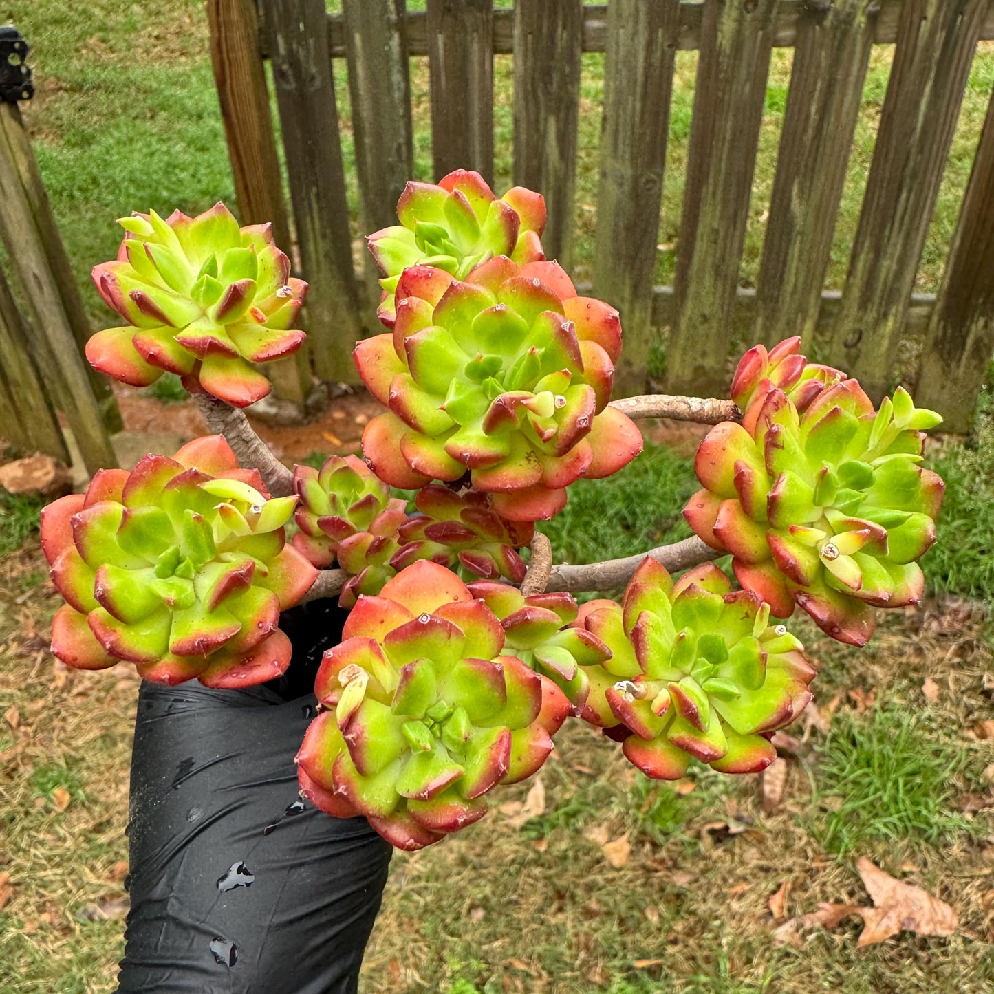 New succulents, Echeveria 'red lantern' cluster, 3.6inches