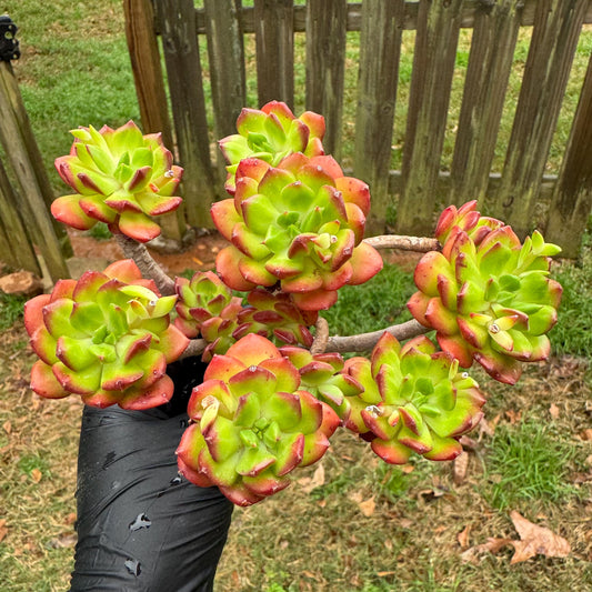 New succulents, Echeveria 'red lantern' cluster, 3.6inches