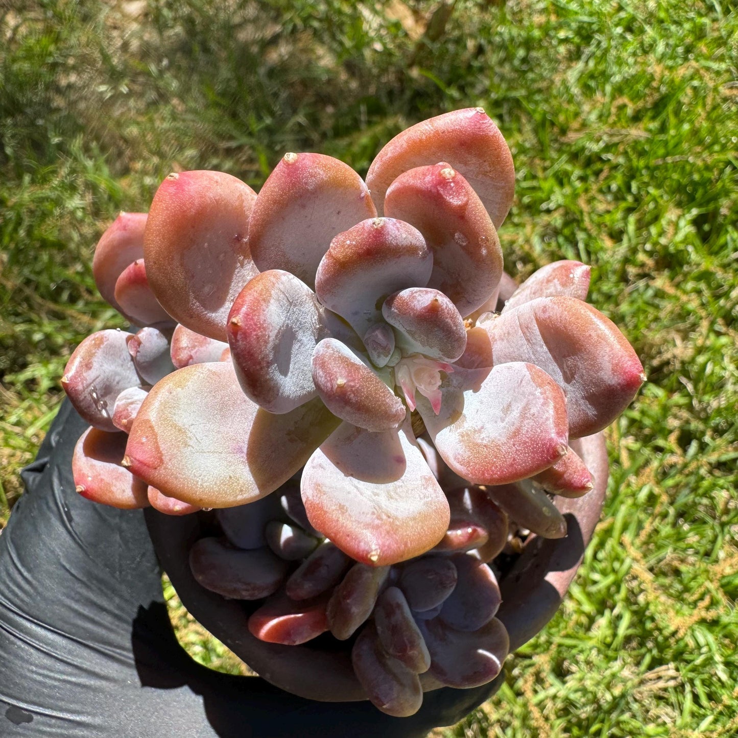 New succulents, Echeveri' Mexican beauty hybrid' cluster, 2.5inches