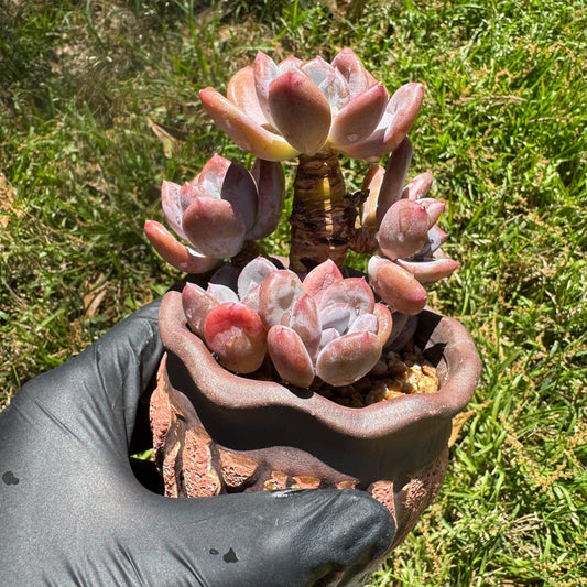 New succulents, Echeveri' Mexican beauty hybrid' cluster, 2.5inches
