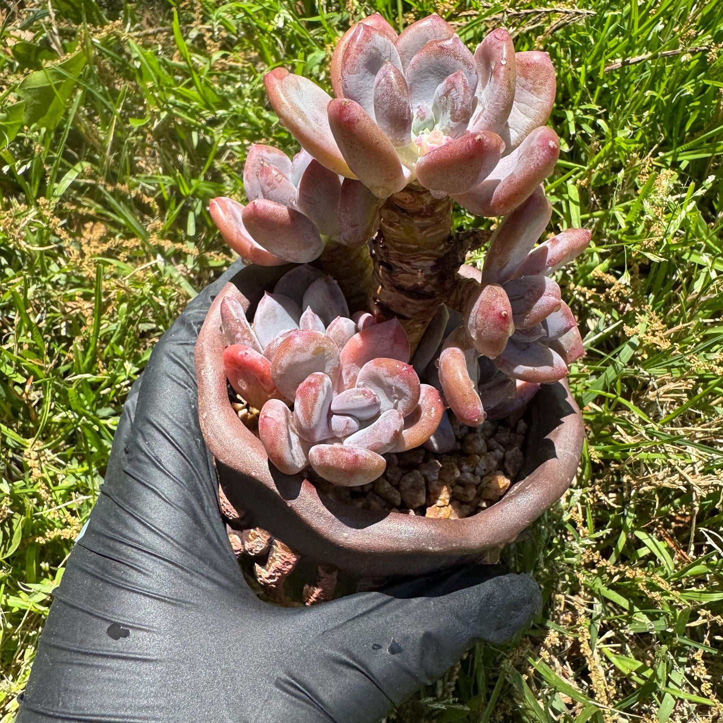 New succulents, Echeveri' Mexican beauty hybrid' cluster, 2.5inches