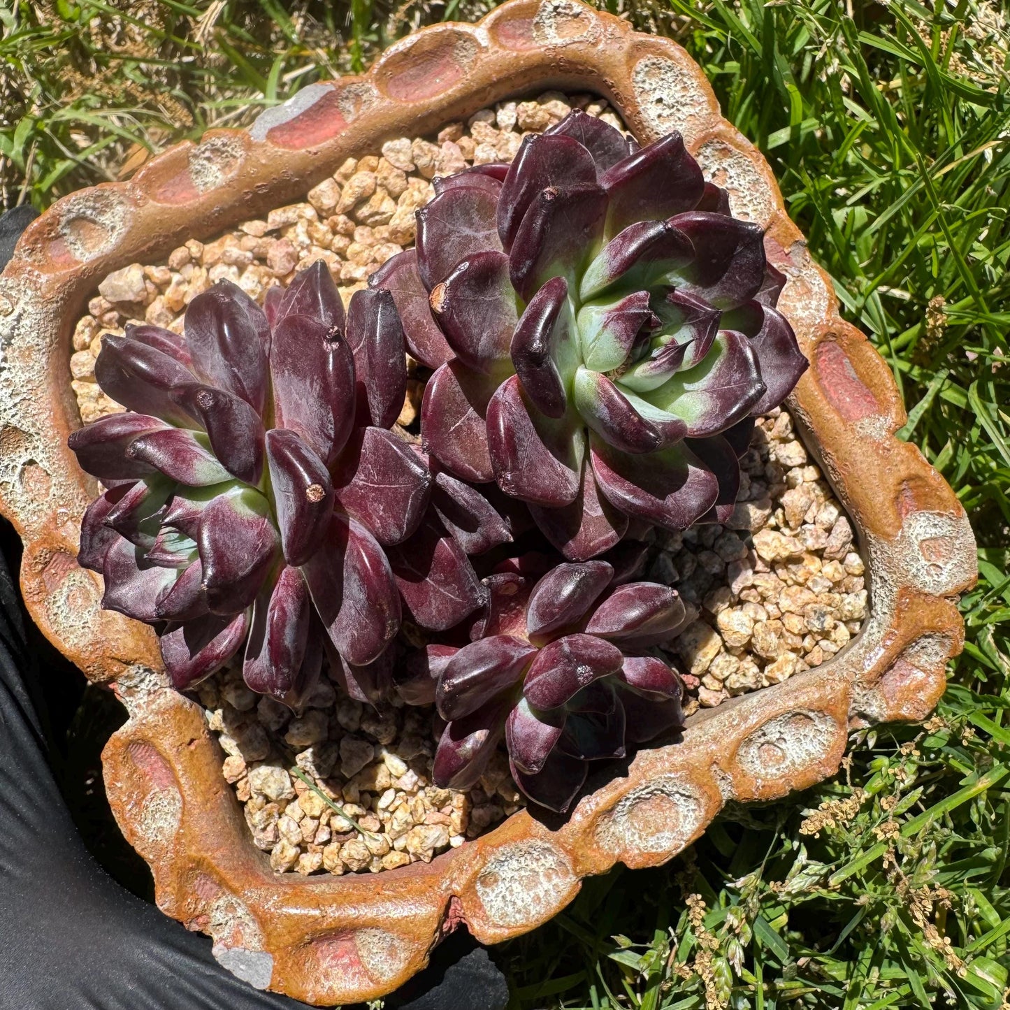 New succulents plants, Echeveri'purple fog’ , 3.5inches