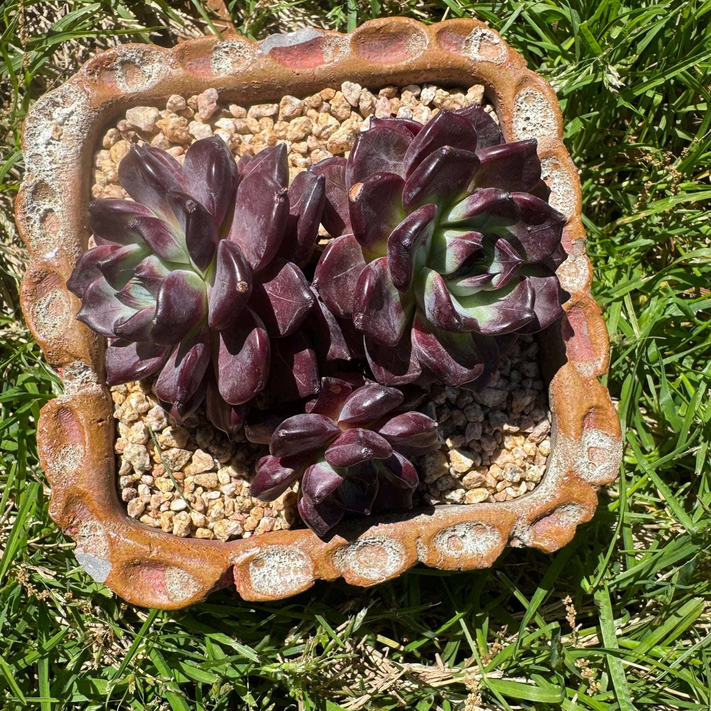 New succulents plants, Echeveri'purple fog’ , 3.5inches