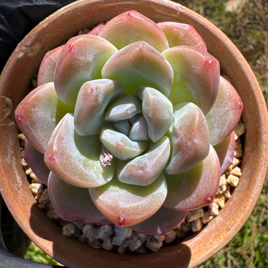 Rare succulents plants, Echeveria  Korean  cream ' Ice Green', 2.1inches