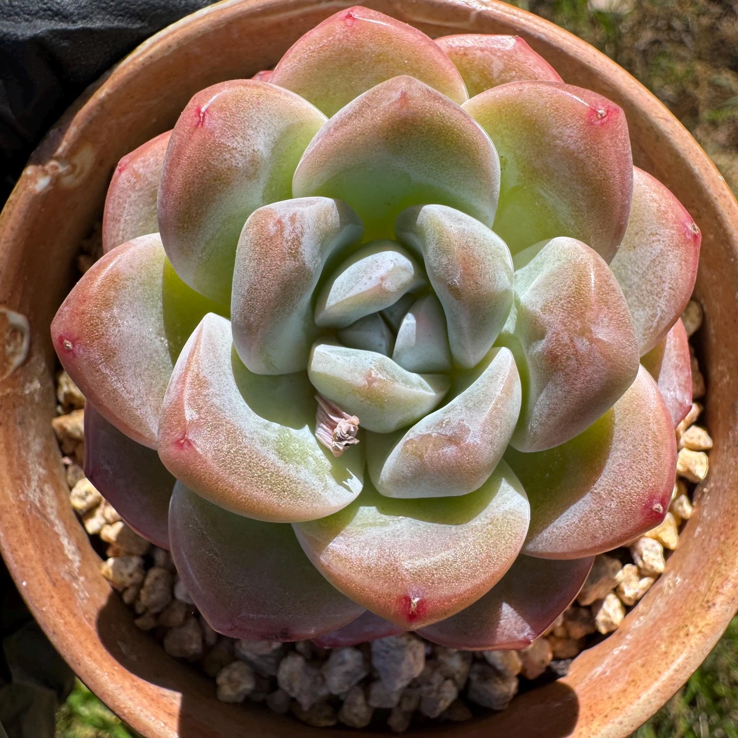 Rare succulents plants, Echeveria  Korean  cream ' Ice Green', 2.1inches