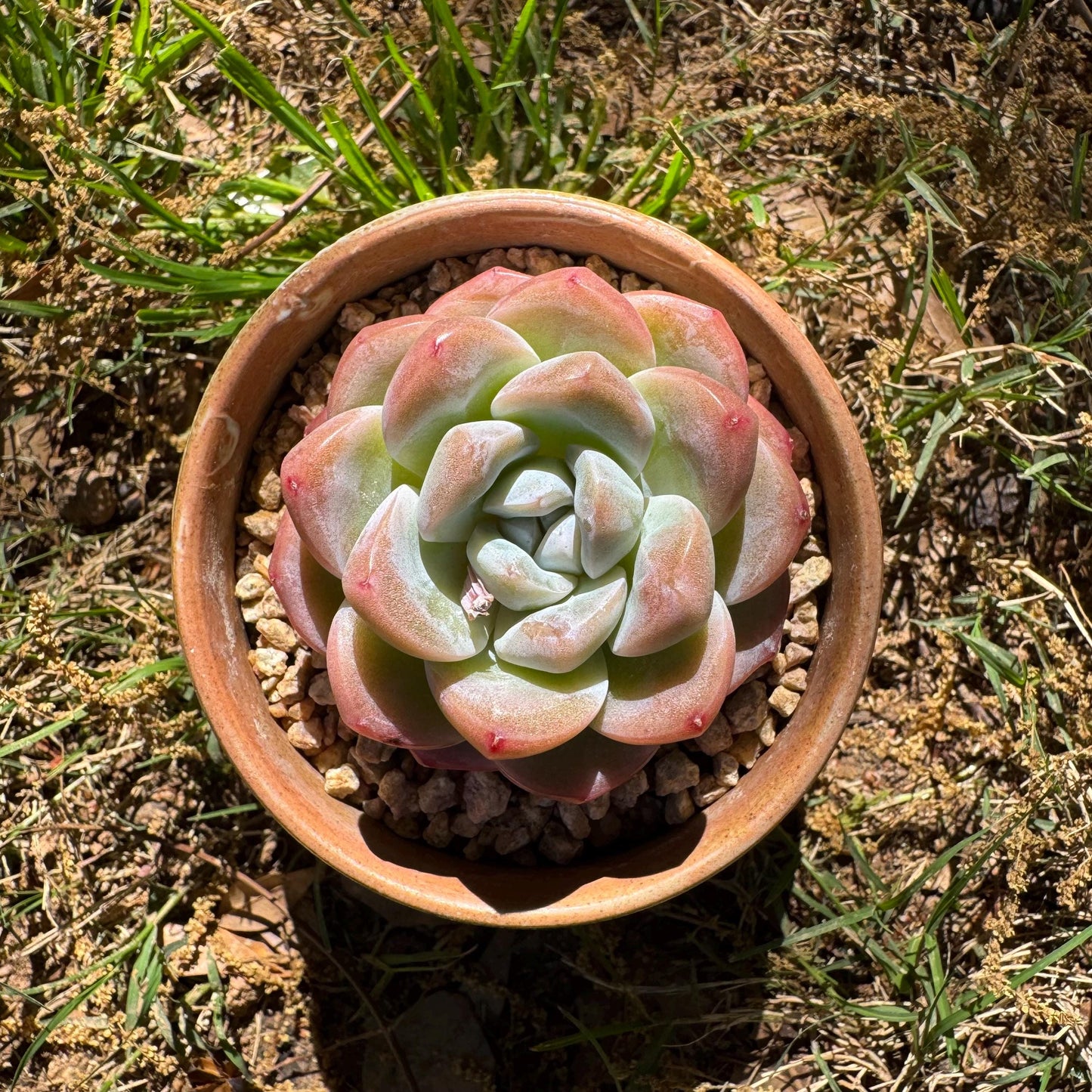 Rare succulents plants, Echeveria  Korean  cream ' Ice Green', 2.1inches