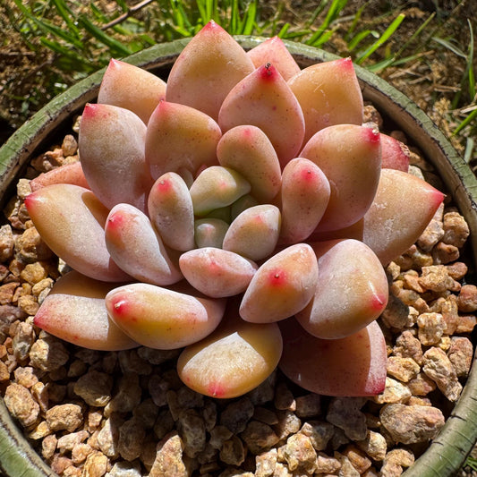 Rare succulents , Echeveria 'beauty summer' ,  2.1inches
